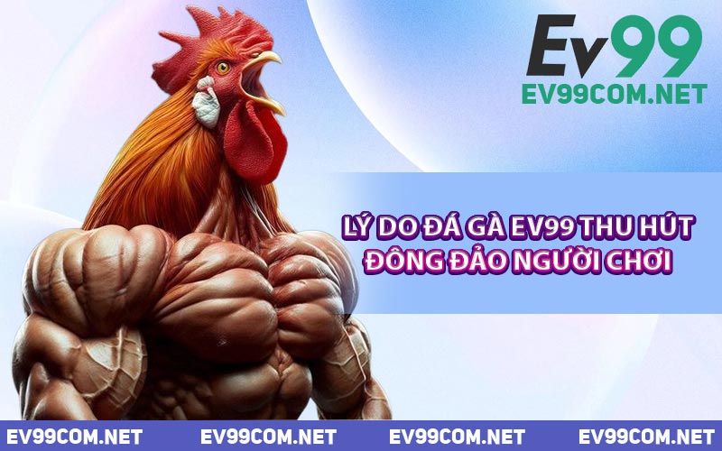 Lý Do Đá Gà EV99 Thu Hút Đông Đảo Người Chơi
